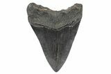 Fossil Megalodon Tooth - South Carolina #186765-1